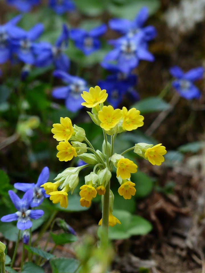 Yellow primula veris primrose