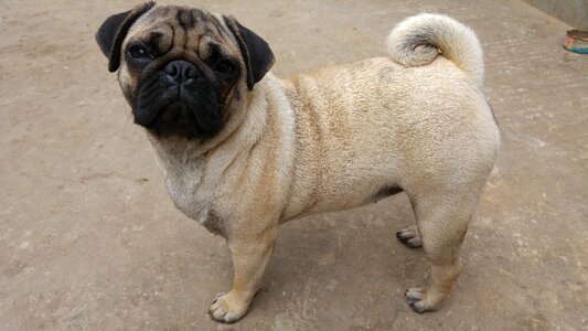 Pug beautiful dog breed of dog photo