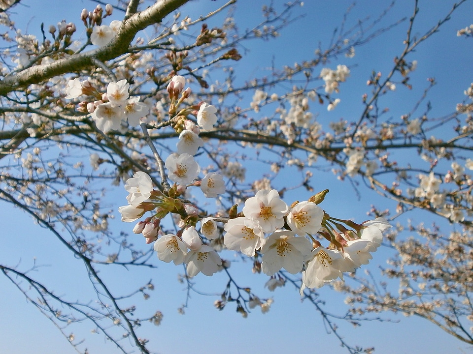 Cherry blossoms cherry tree spring