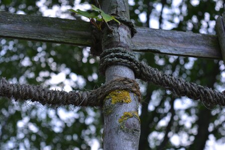 Old moss weathered
