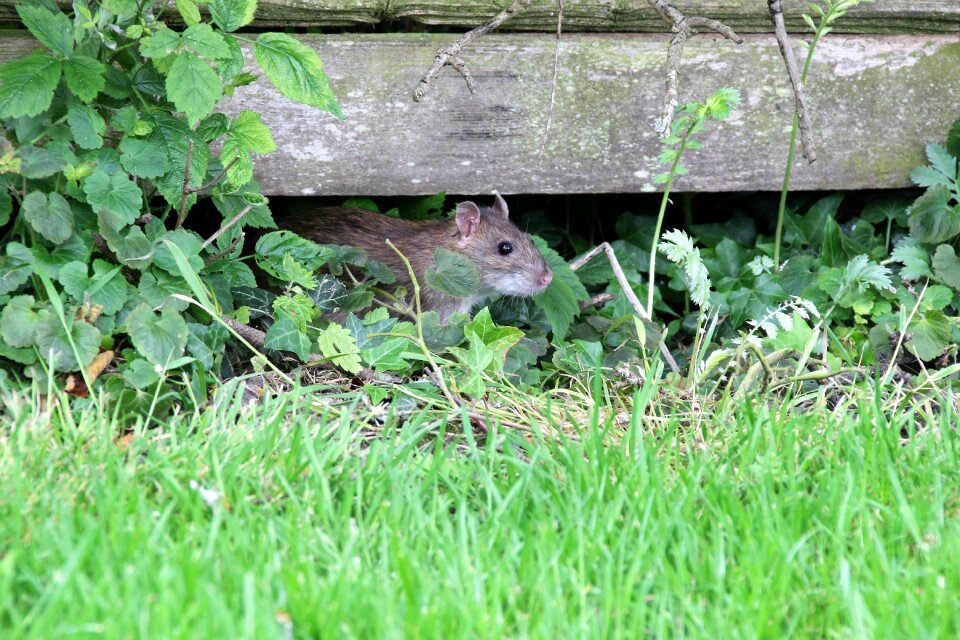Mammal mouse small