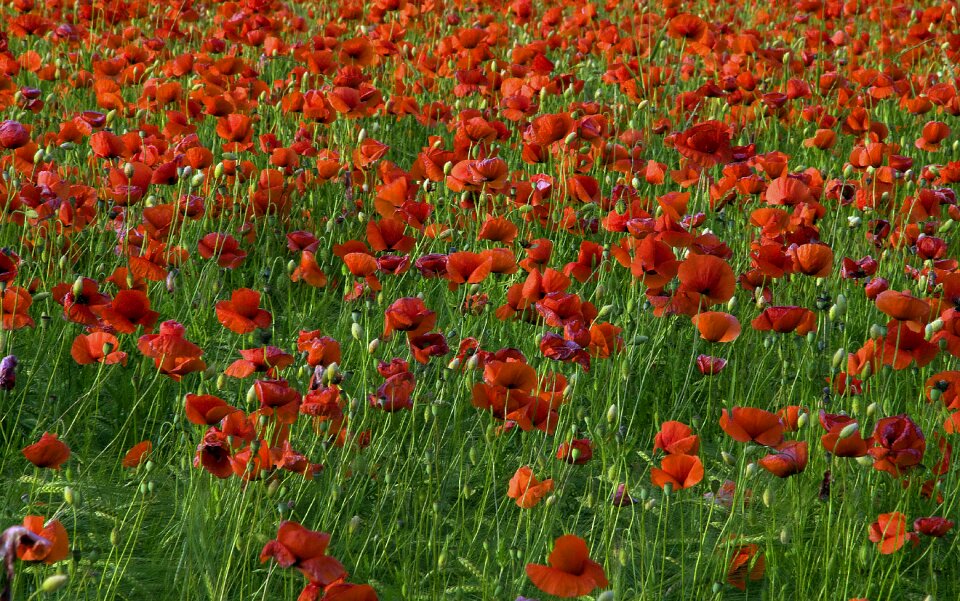 Meadows poppy spring