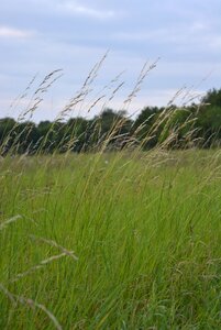 Grasses nature green photo