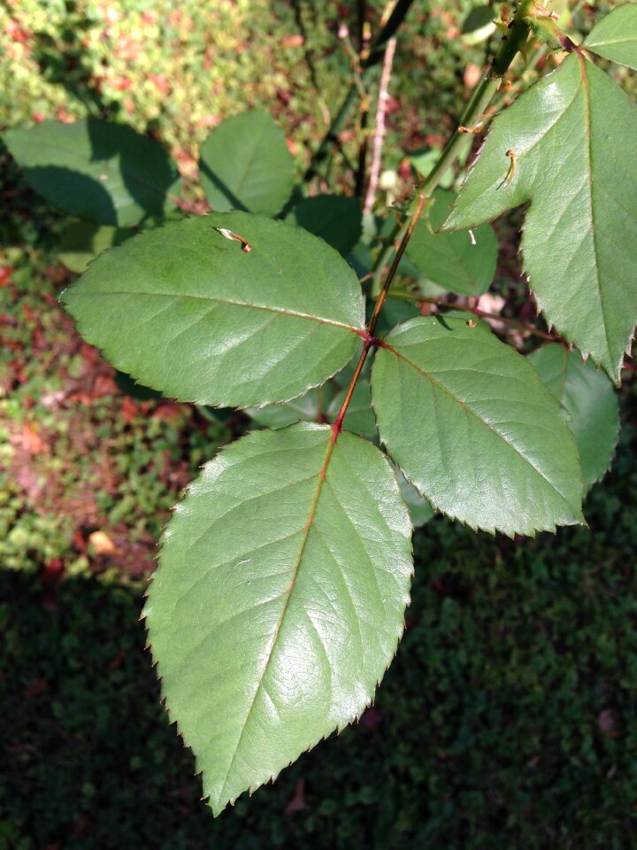 Greenery garden plant