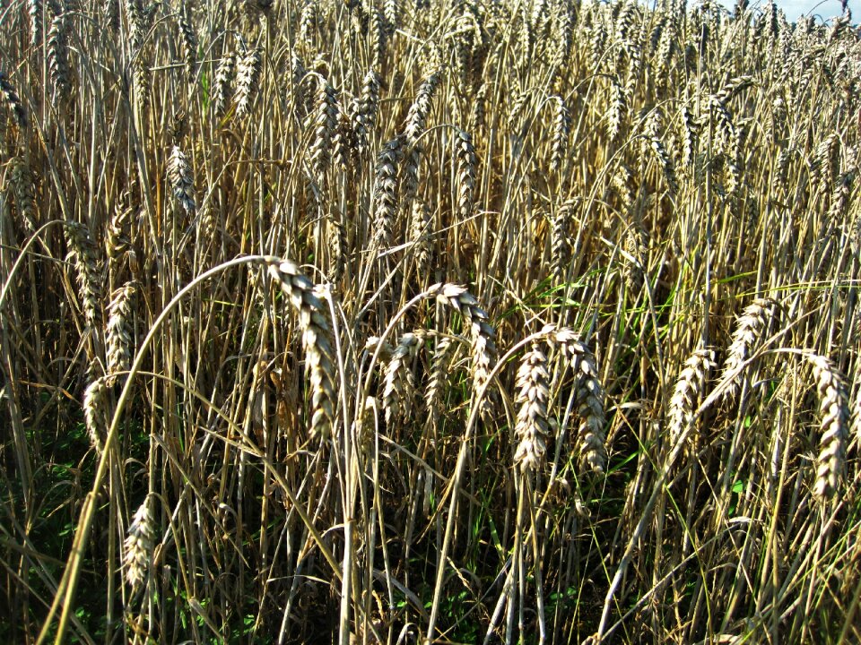 Cornfield cereals golden yellow