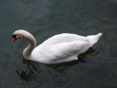 Lake white white swan photo