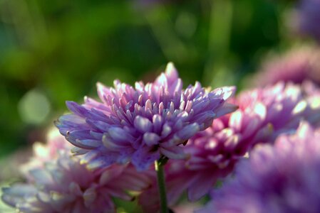 Flowery blue flower flowering photo