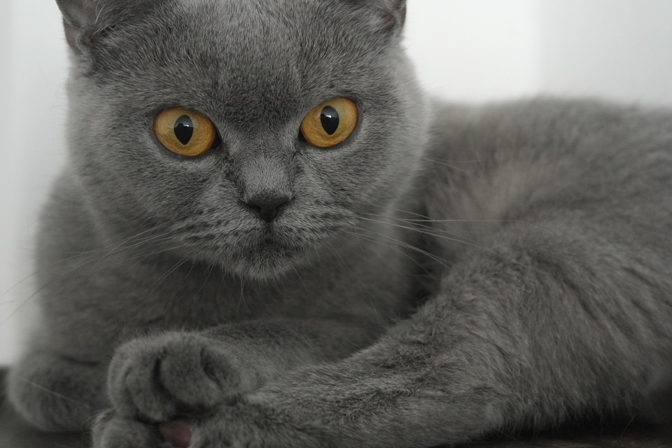 Home animal face