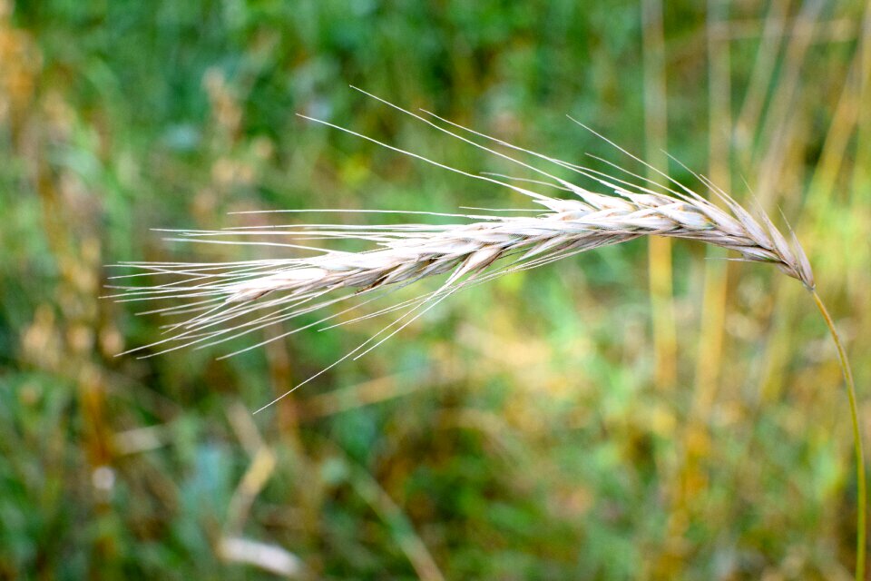 Wheat plant nature