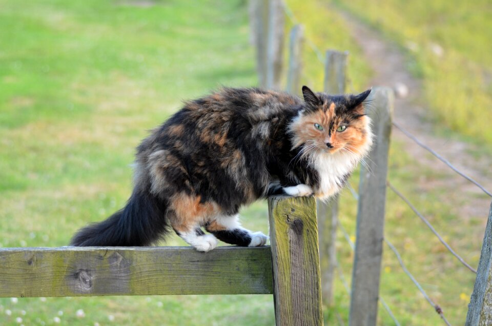 Cat face mieze domestic cat