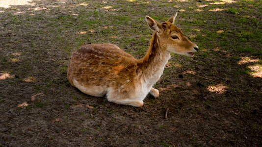 Wild mammal animal photo