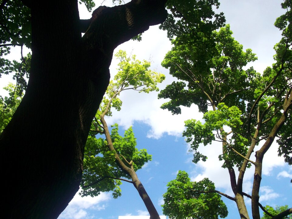 Green environment forest