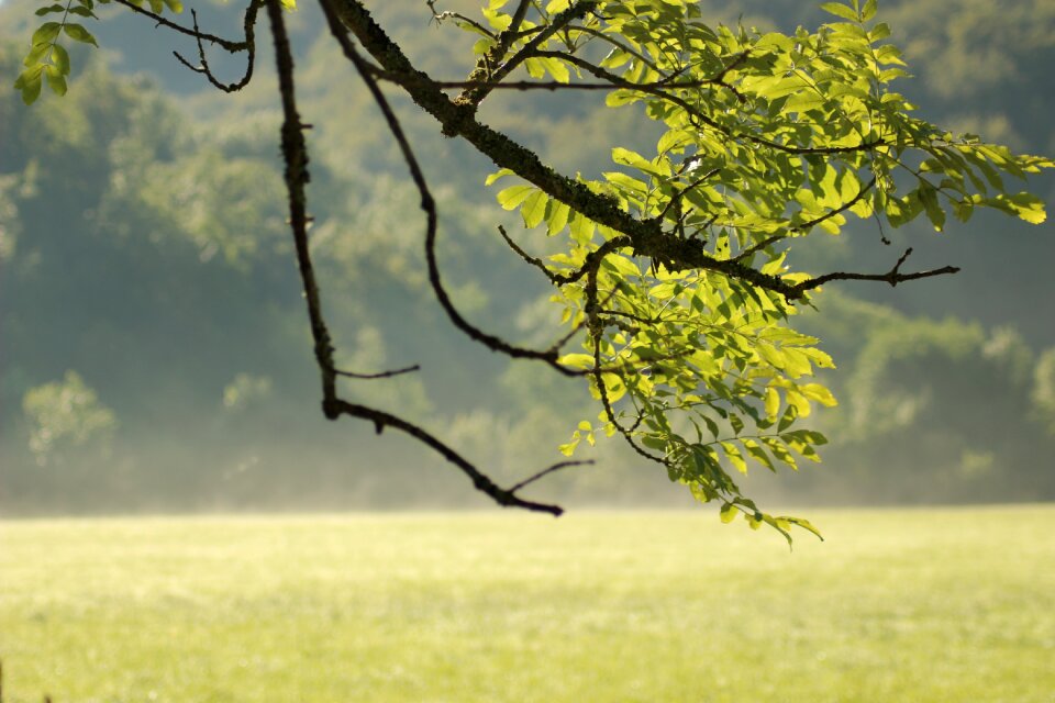 Tree green summer