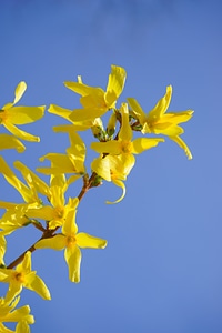 Blossom bloom bush photo