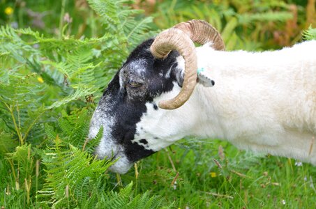 Horn sheep ram photo