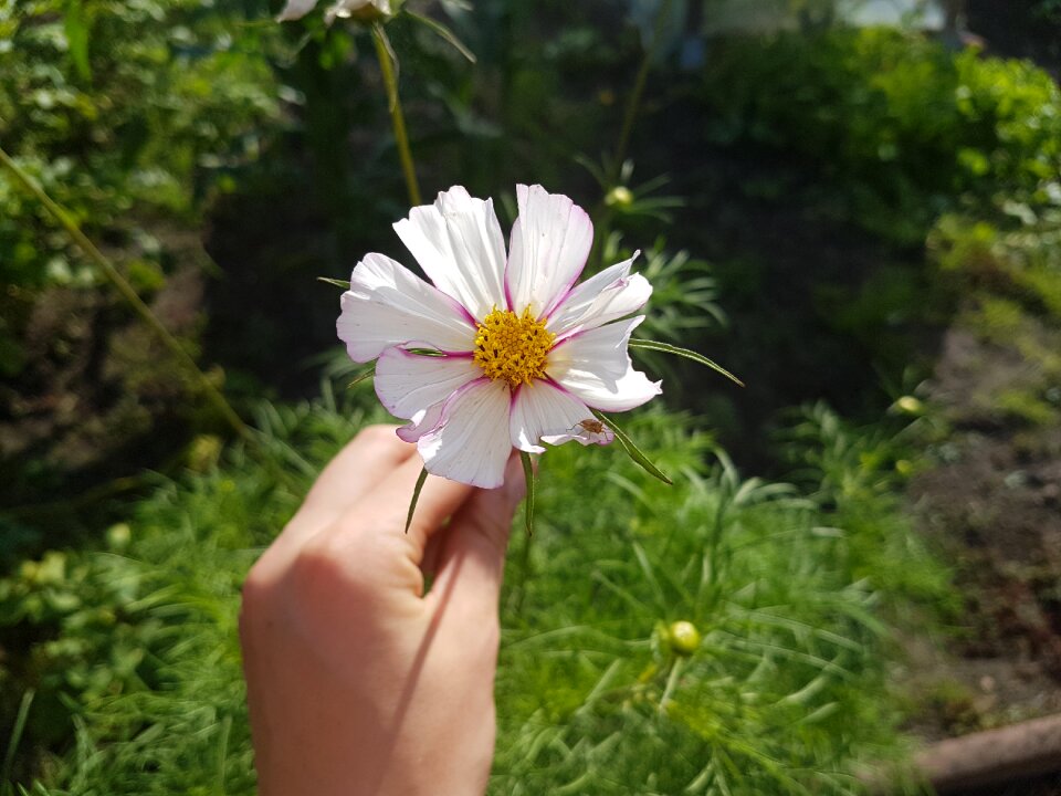 Bloom garden green