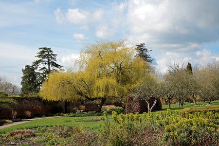 Garden tree landscape