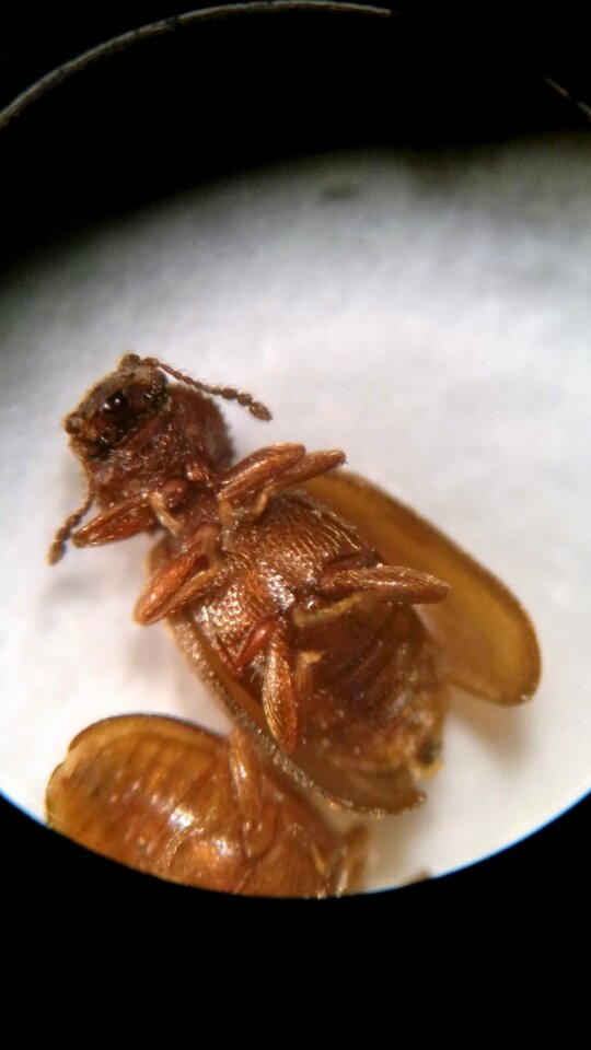 Beetle saw tooth look alike