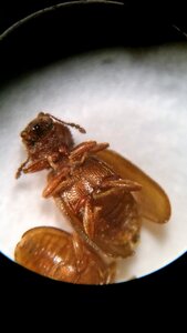 Beetle saw tooth look alike