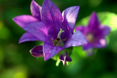 Bee violet plants photo