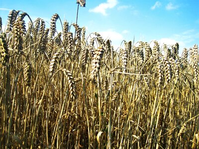 Cornfield cereals golden yellow photo