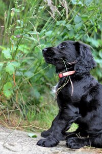 Pet cocker cute photo