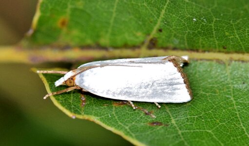 White moth insect insectoid