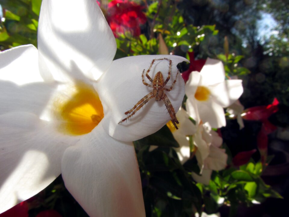 Spider close up arachnid