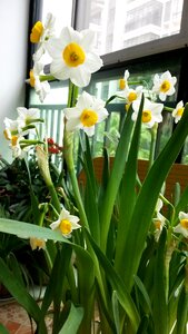 Narcissus flower Free photos photo