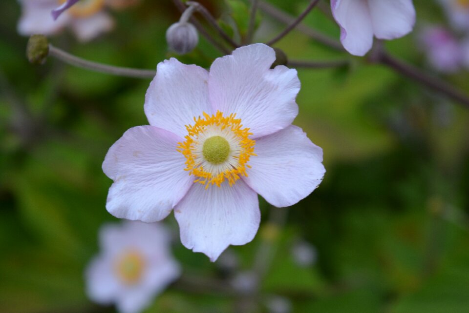 Blossom bloom flower