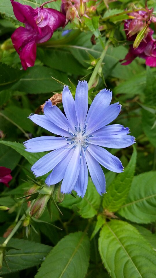 Flower light blue blue
