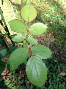 Greenery garden plant