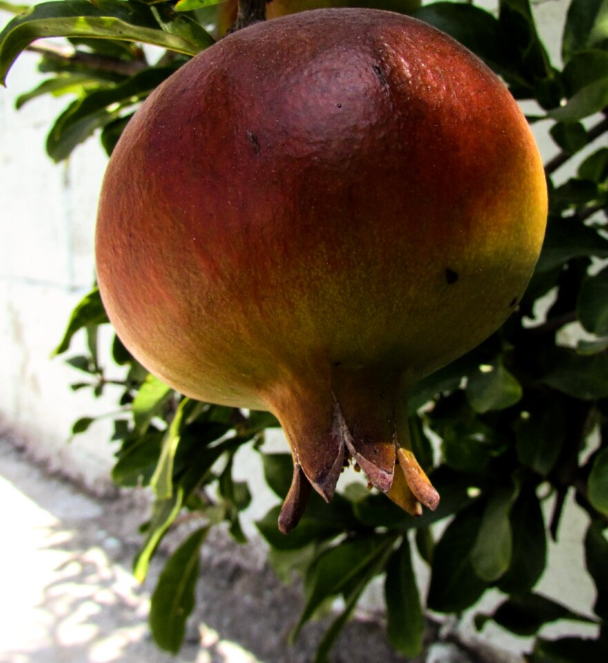 Delicious healthy cyprus