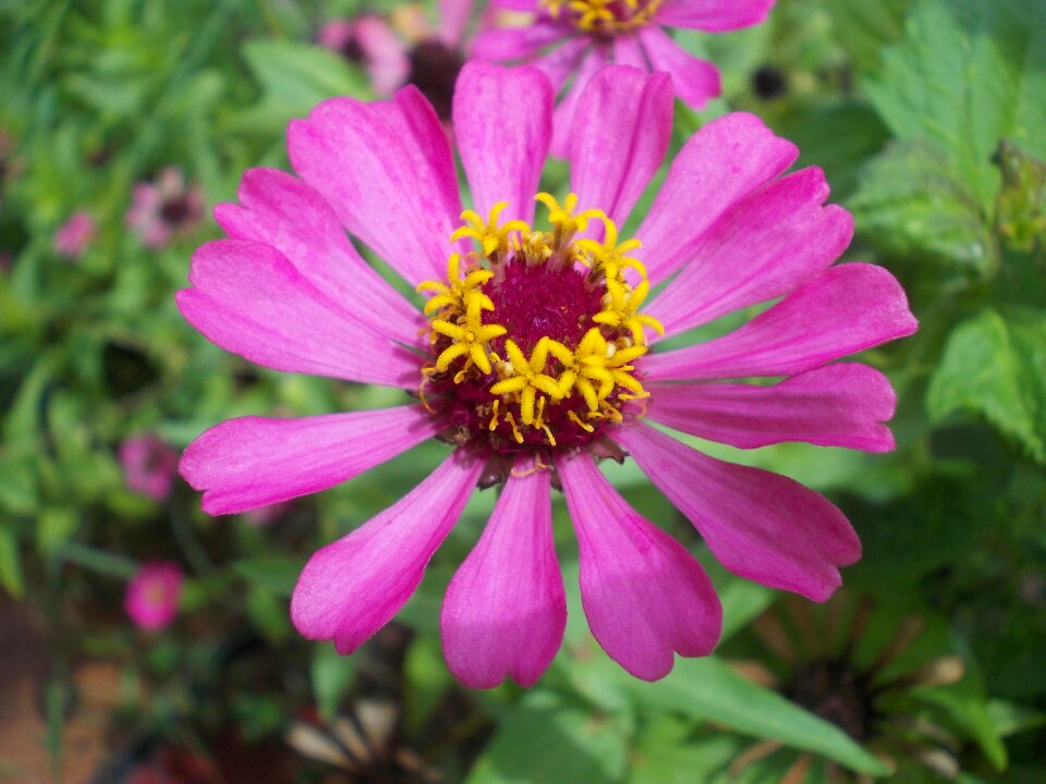 Violet flower tropical photo