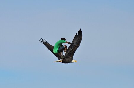 Flying fly bald eagle photo