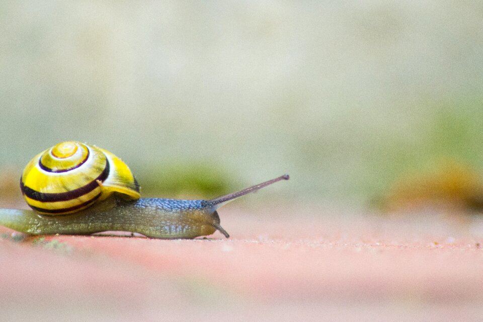 Crawl slowly animal