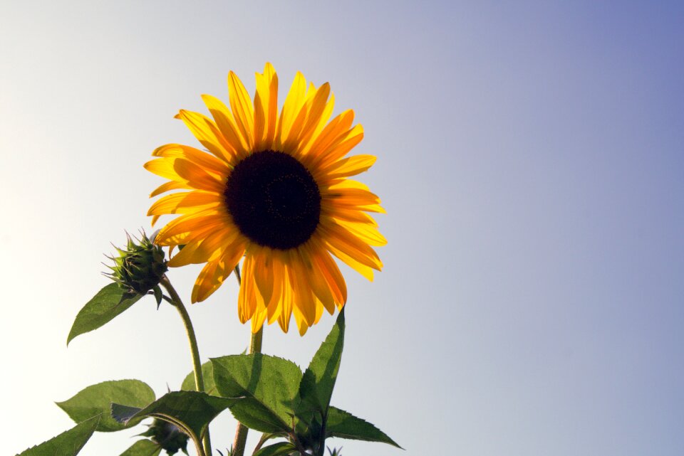 Ornamental sunflower garden blooming sunflower
