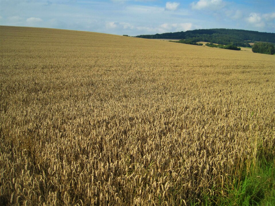 Cereals golden yellow agriculture