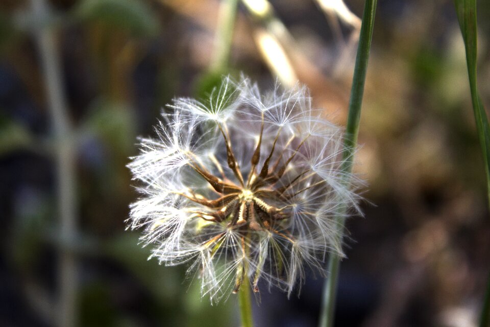 Flower detail petals