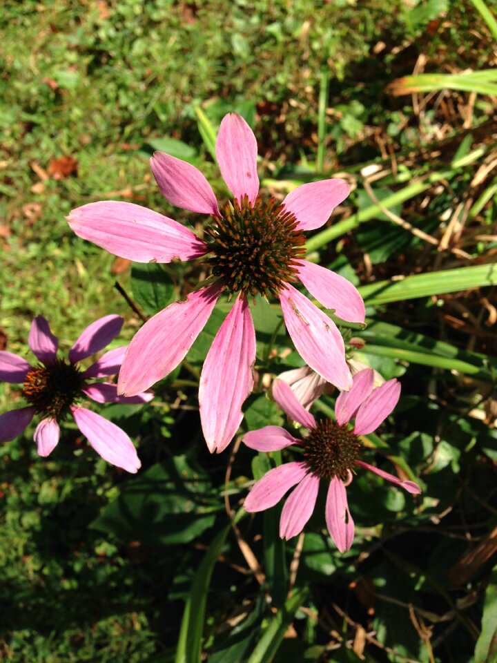 Autumn petal nature