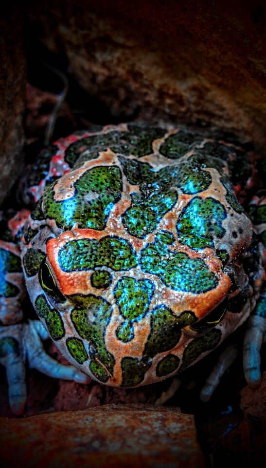 Wildlife eye ecology