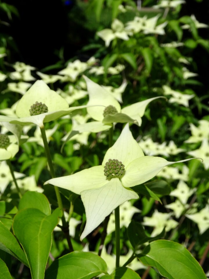 Cornus dogwood milky way