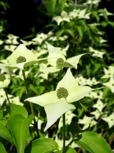 Cornus dogwood milky way