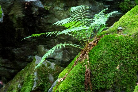 Green forest plant nature