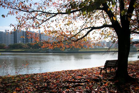 Lake mental health seat