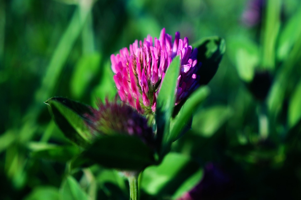 Pointed flower close up nature