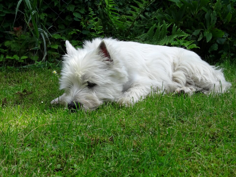 Meadow dog terrier