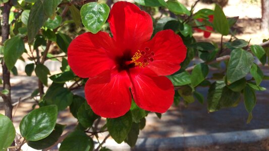 Hibiscus flower red