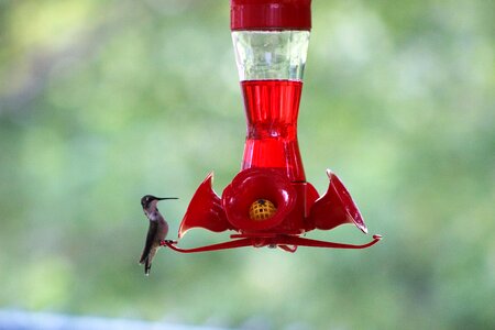 Bird sugar eaters