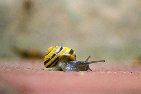 Crawl slowly animal